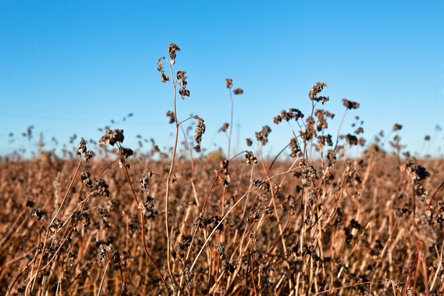Поле созревшей гречихи