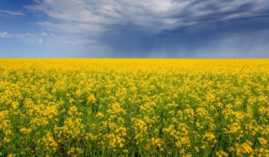 Гречиха цветение поле