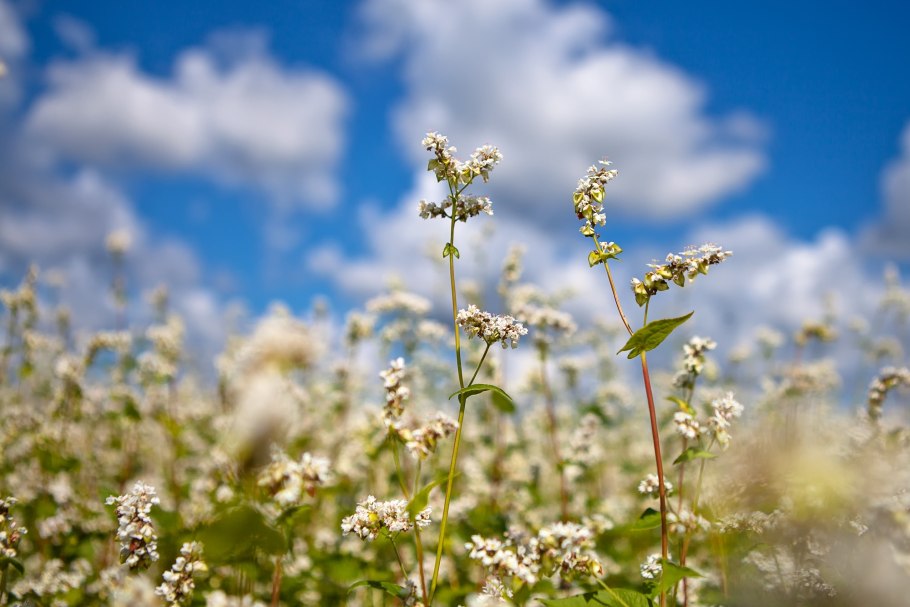 Гречиха посевная крупа
