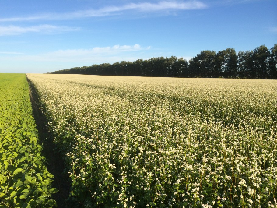 Гречиха посевная цветение