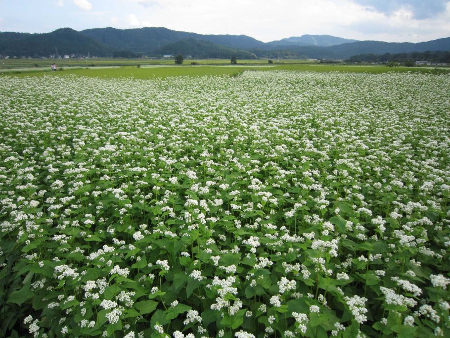 Гречиха посевная цветение