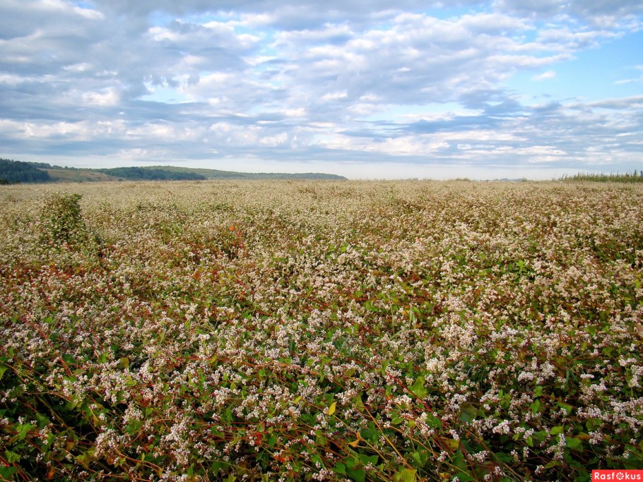 Коричневое поле