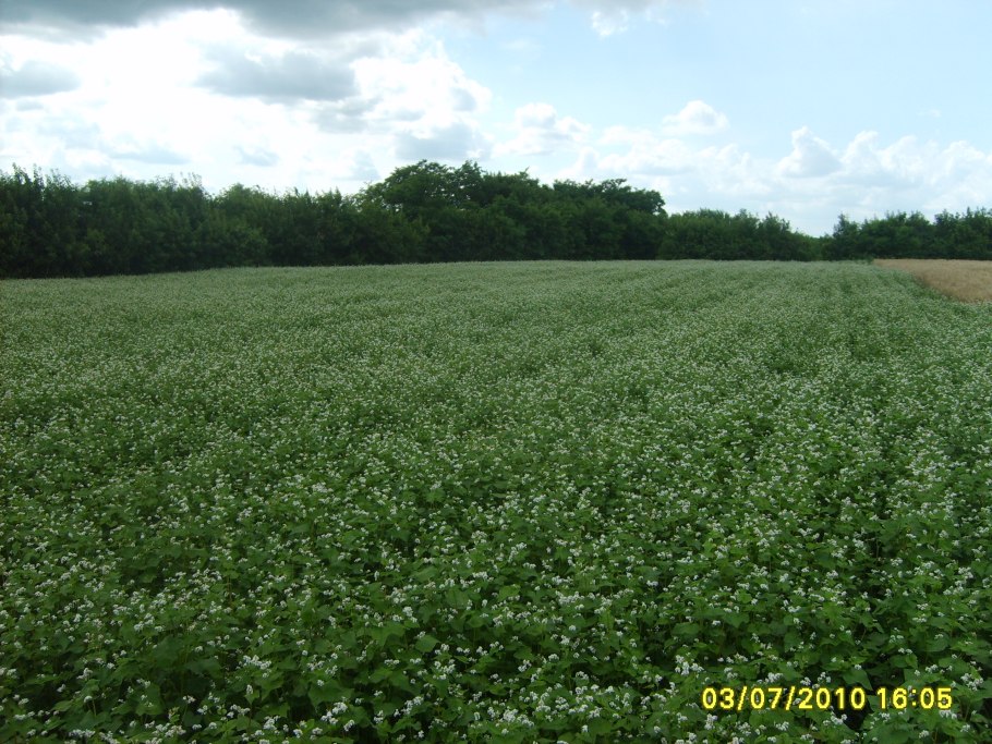 Гречишное поле в Корее