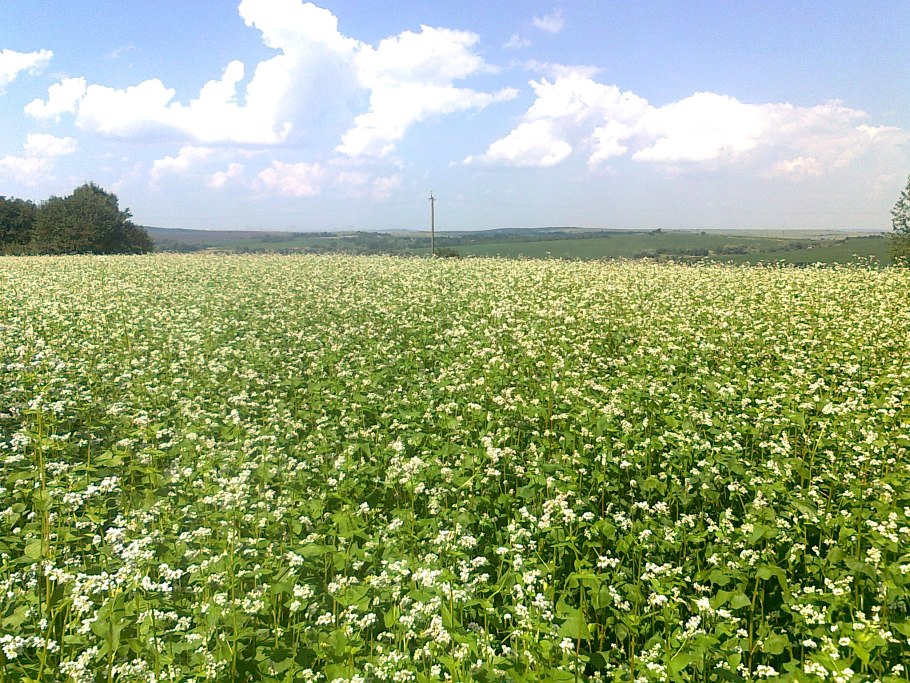 Гречиха посевная крупа