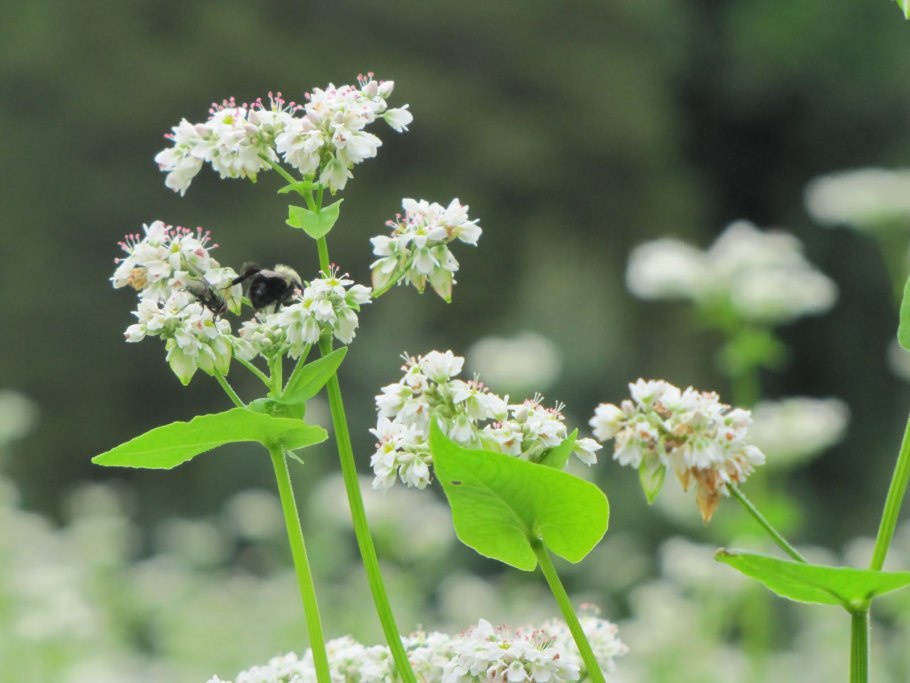 Гречиха посевная фиолетовая
