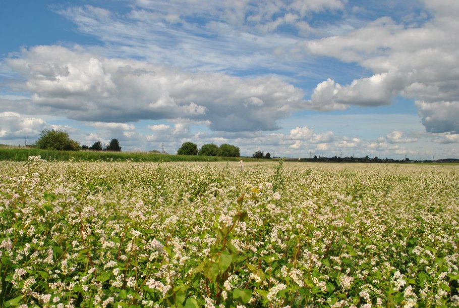 Цветущая гречиха поле