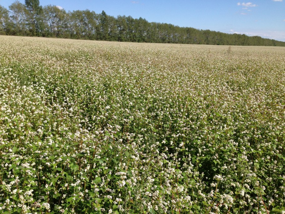 Гречишное поле в цвету цветет