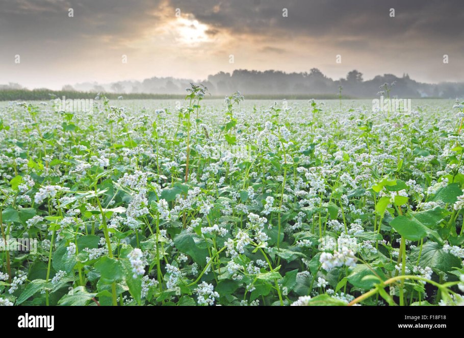 В Башкирии гречиха