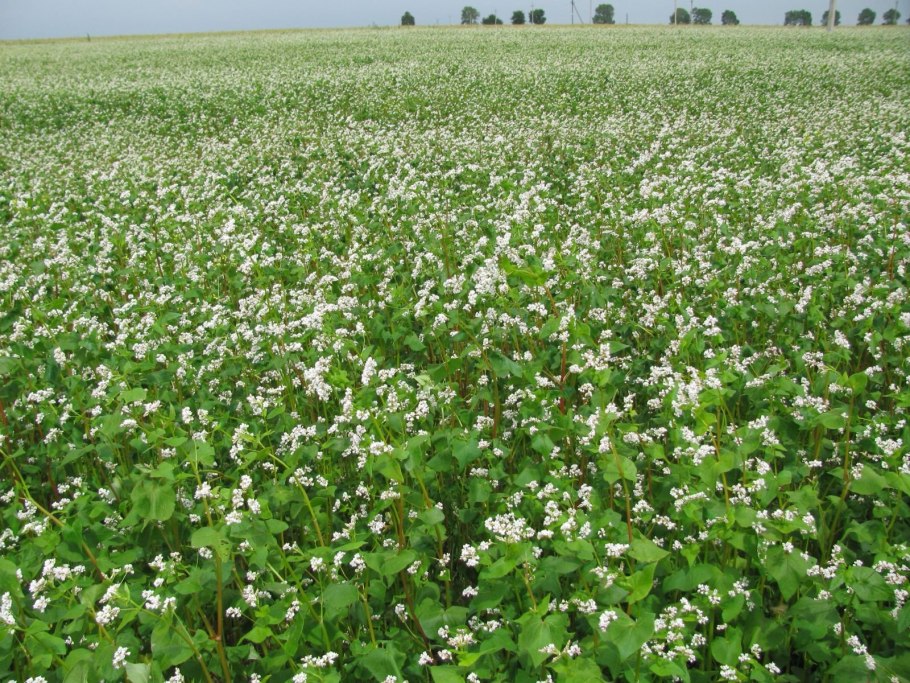 Гречиха посевная цветение