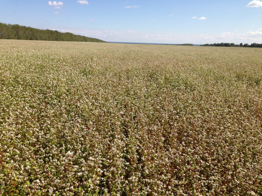 Гречиха посевная цветение
