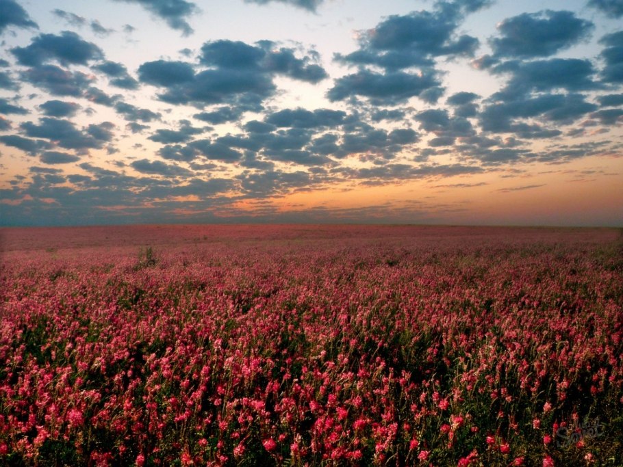 Гречиха посевная цветение