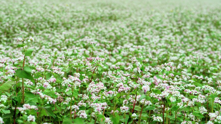 Гречиха цветение поле