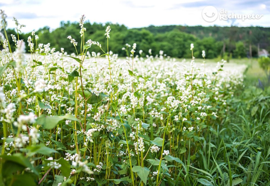 Поля гречихи Рязанской