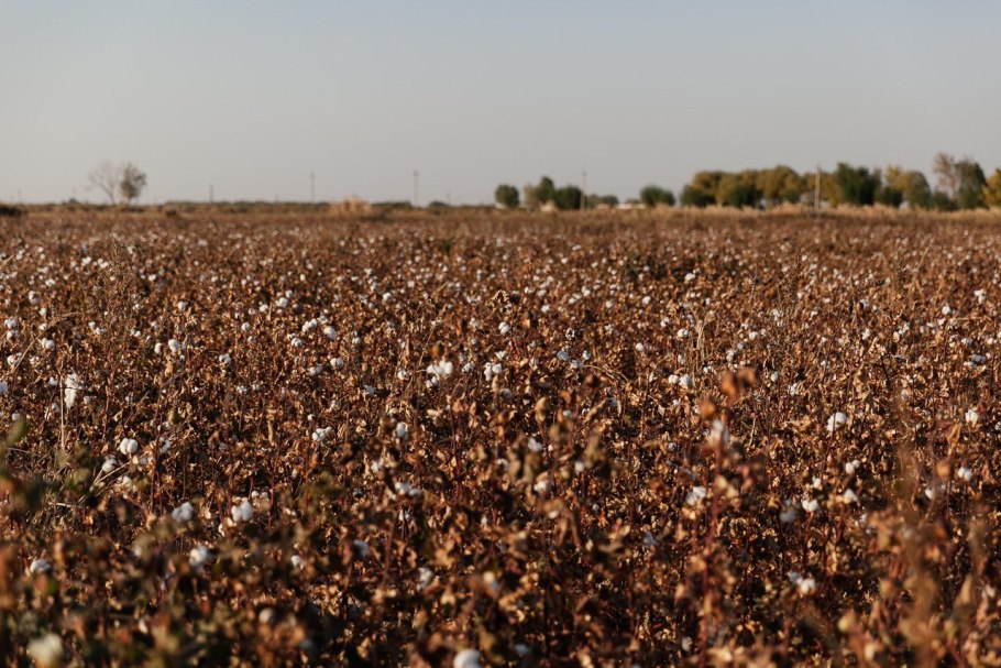 Гречиха посевная в поле