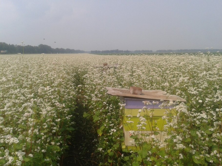 Гречиха растения и семена