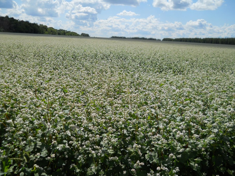 Гречиха посевная крупа