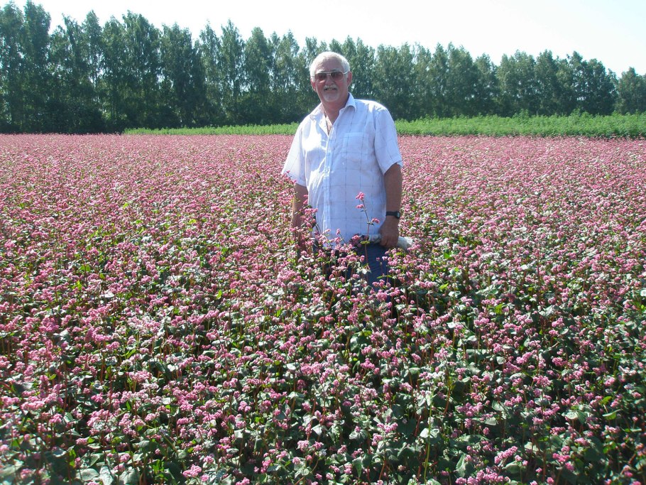 Алтай цветет гречиха