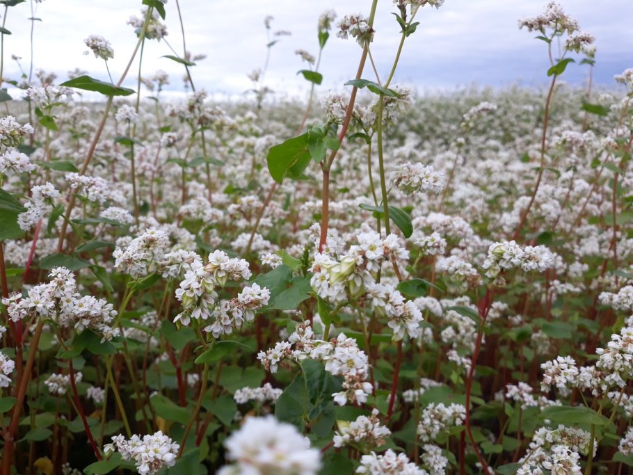 Цветок похоже на гречиху