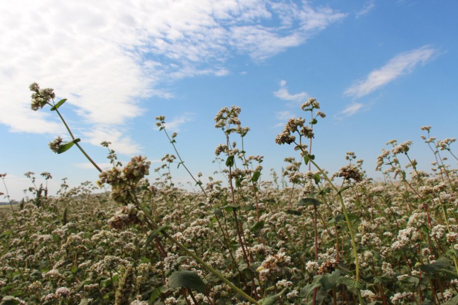 Гречиха красностебельная