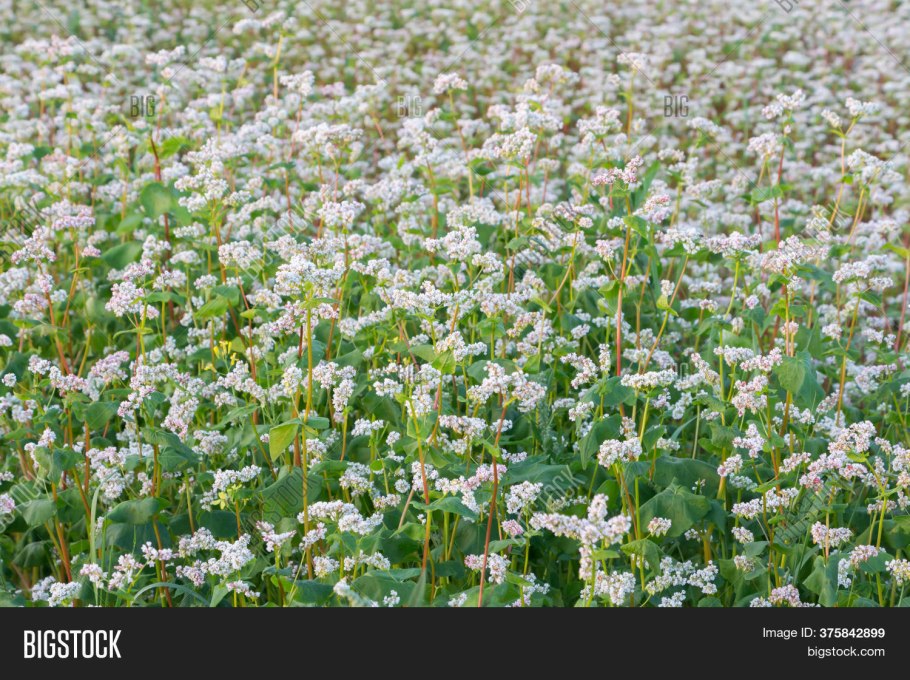 Гречиха посевная зерновая культура