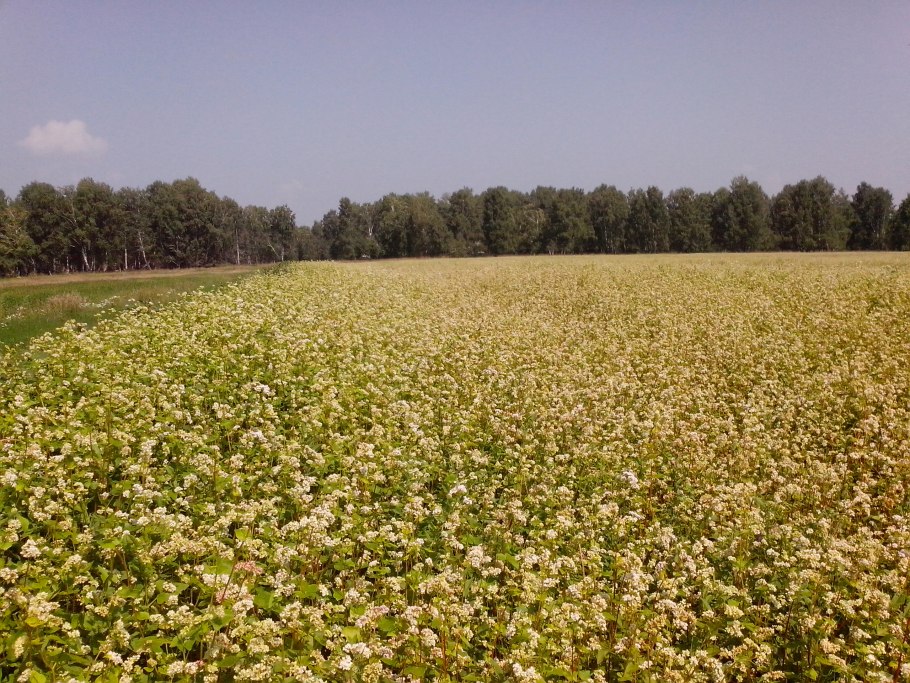 Сельскохозяйственная культура гречиха