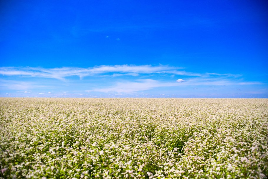 Гречиха посевная цветение