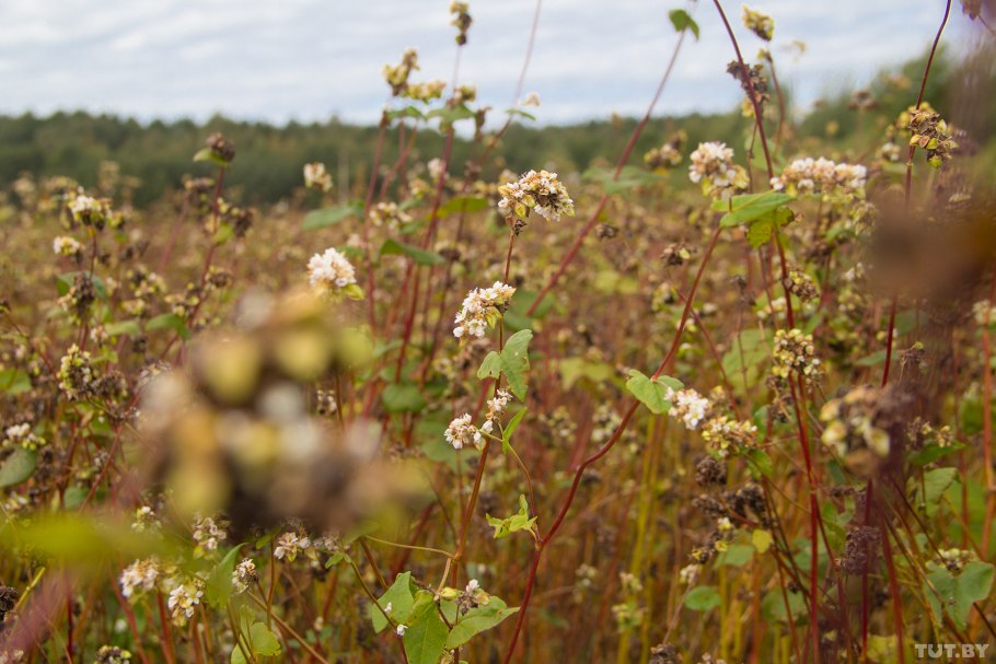 Белые цветы в поле
