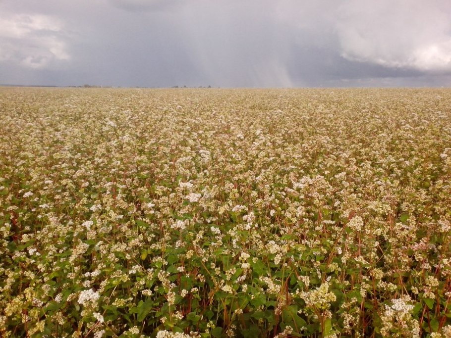 Гречиха посевная зерновая культура