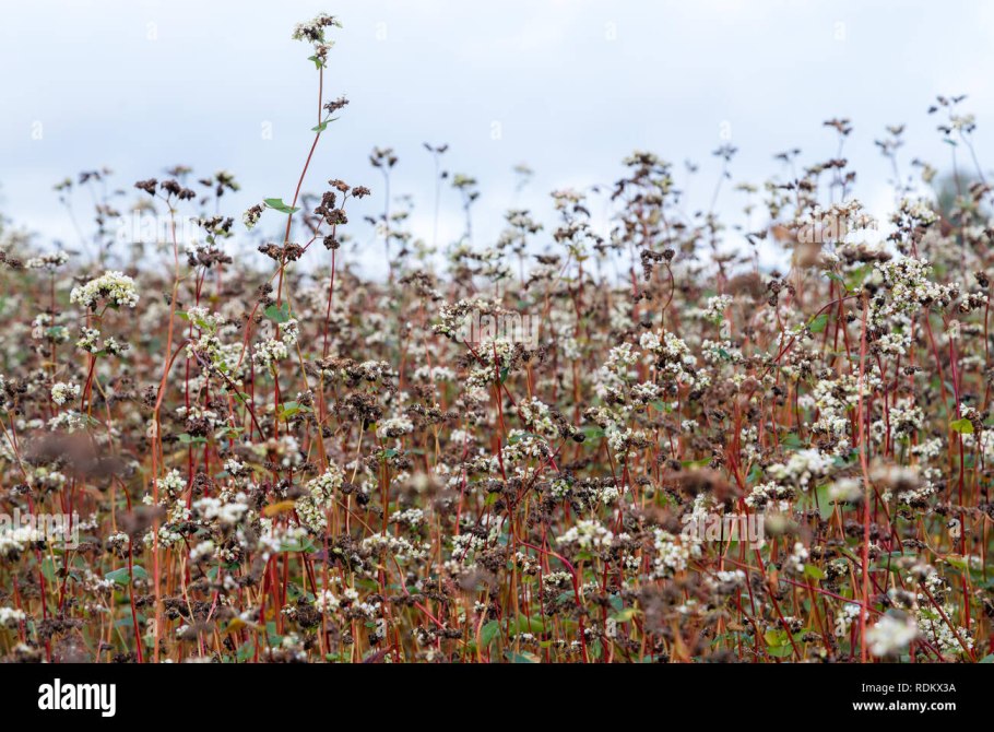 Поля гречихи в живописи