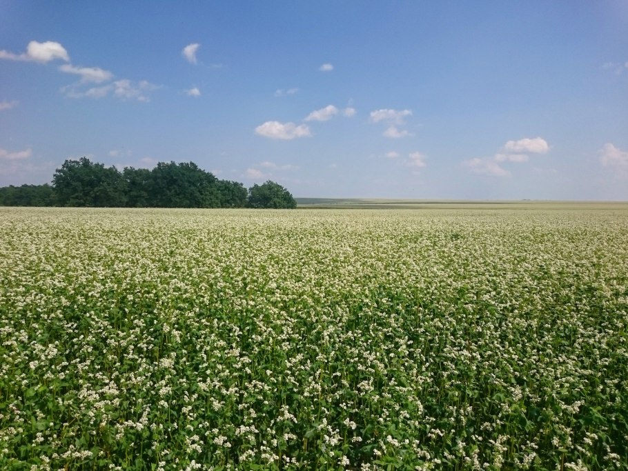 Цветущая гречиха