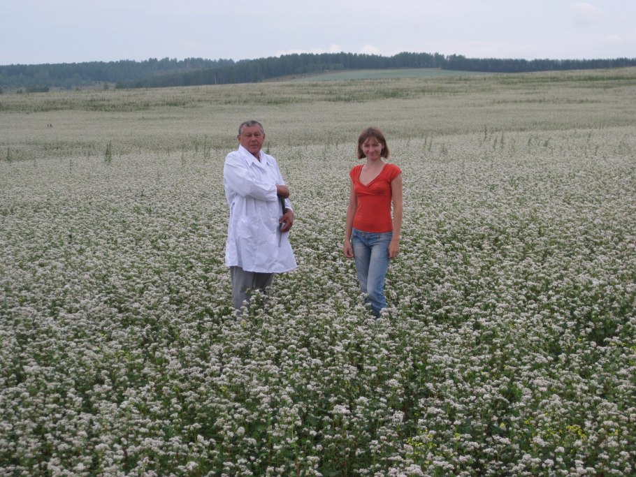 Цветущая гречиха поле