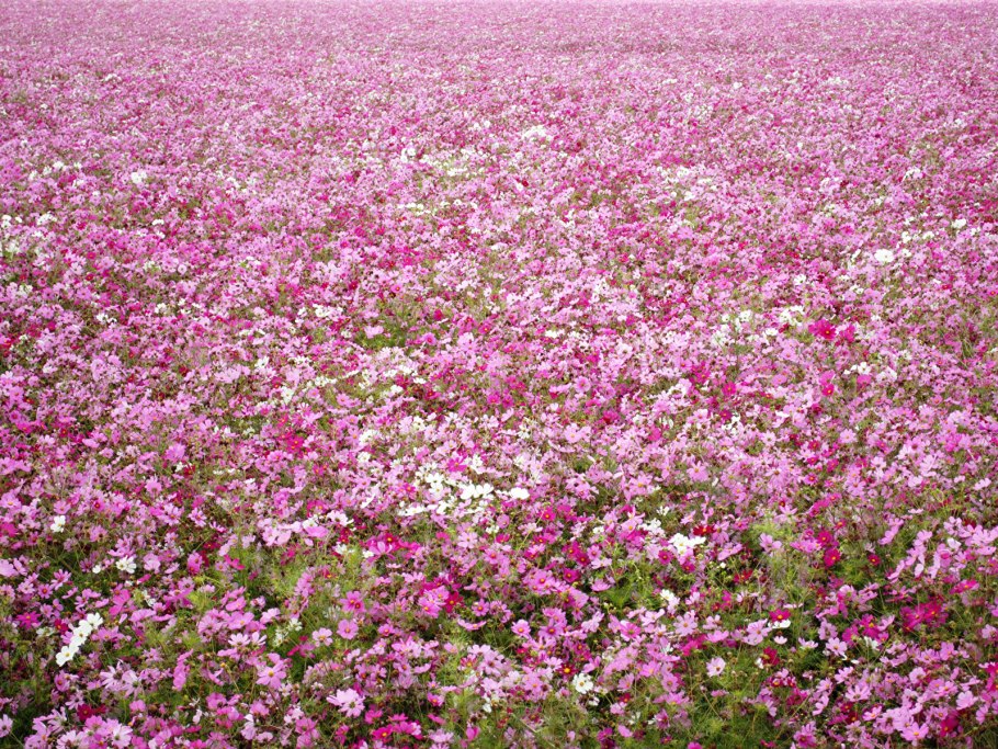 Цветы гречихи букет