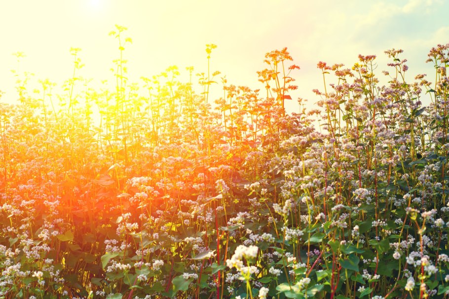 Гречиха красностебельная