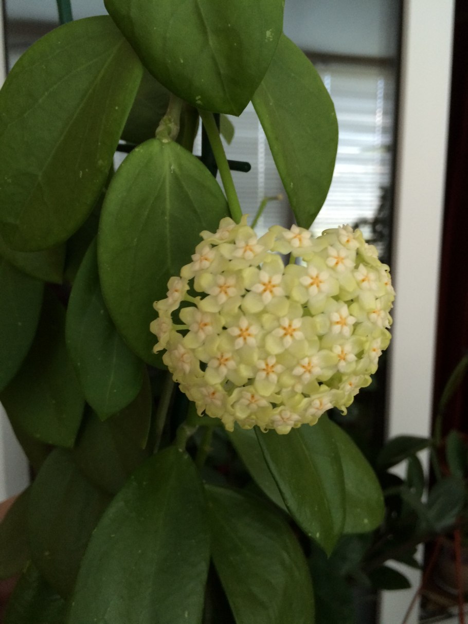 Лимонник домашний