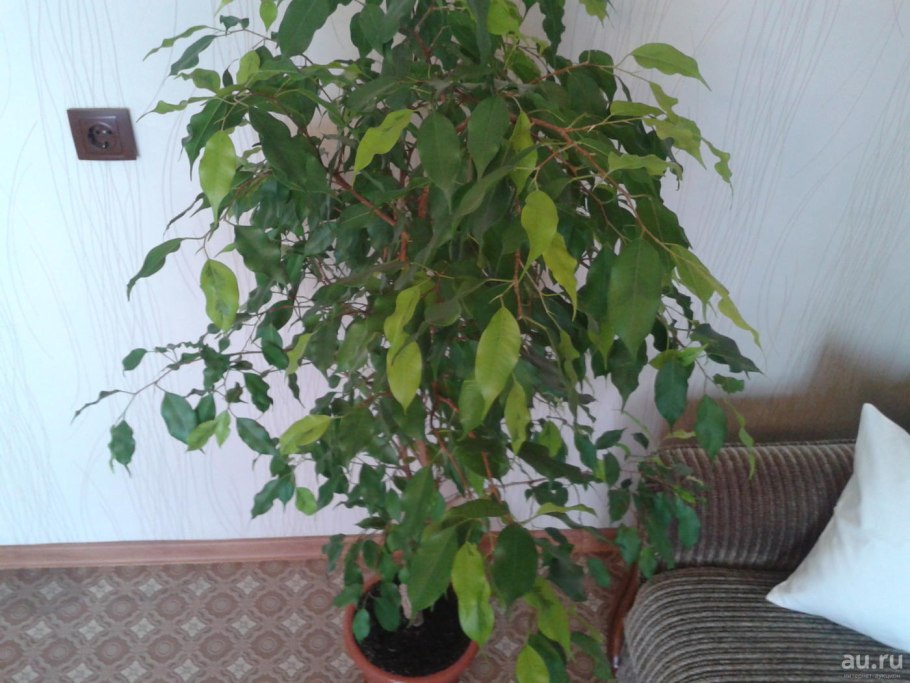 Фикус лимонник