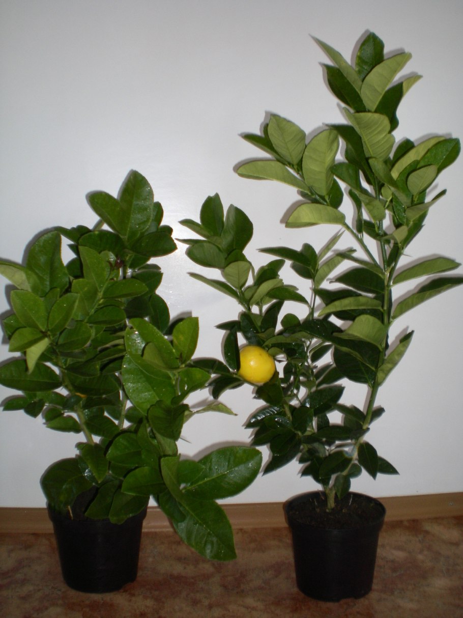 Лимонник комнатное растение