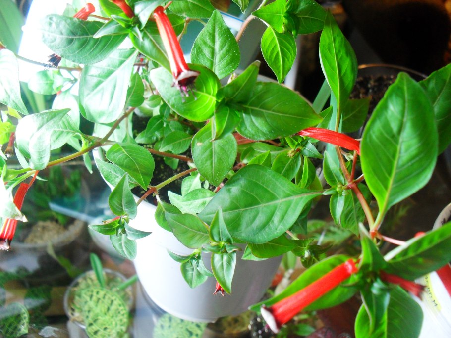 Лимонник цветок комнатный