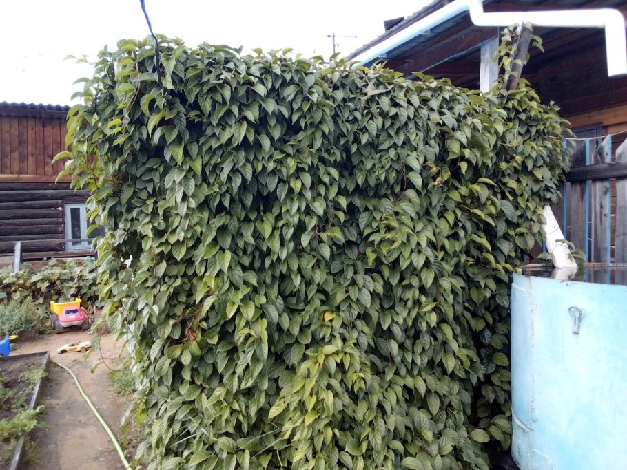 Лимонник Дальневосточный шпалера