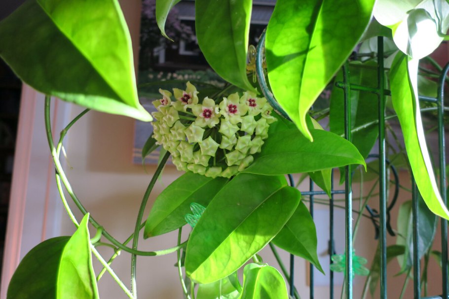 Вьющиеся комнатные растения Хойя