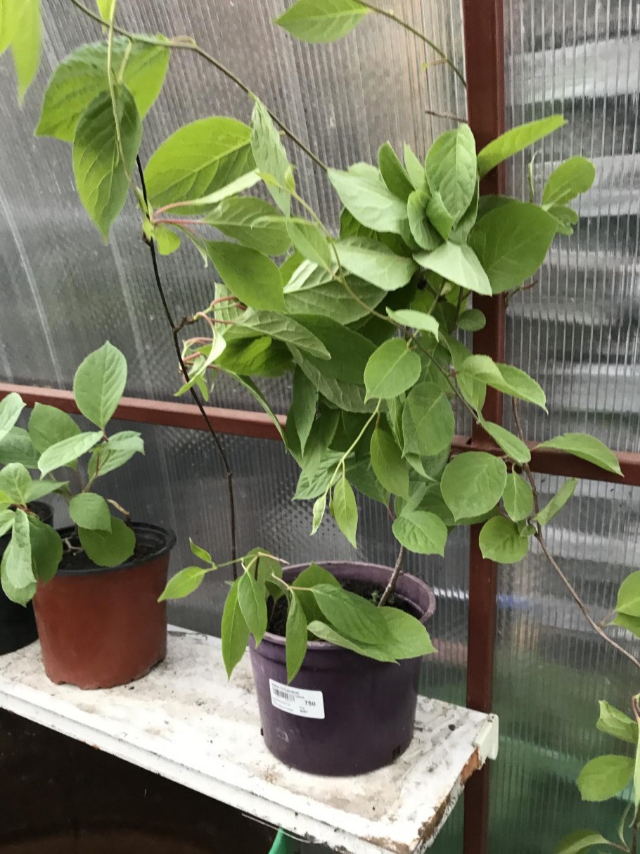 Лимонник комнатное растение