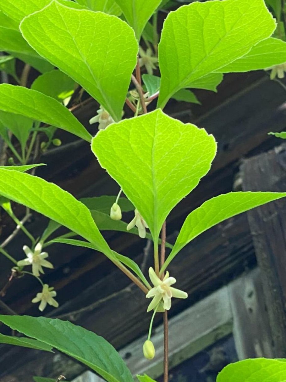 Лимонник широколистный