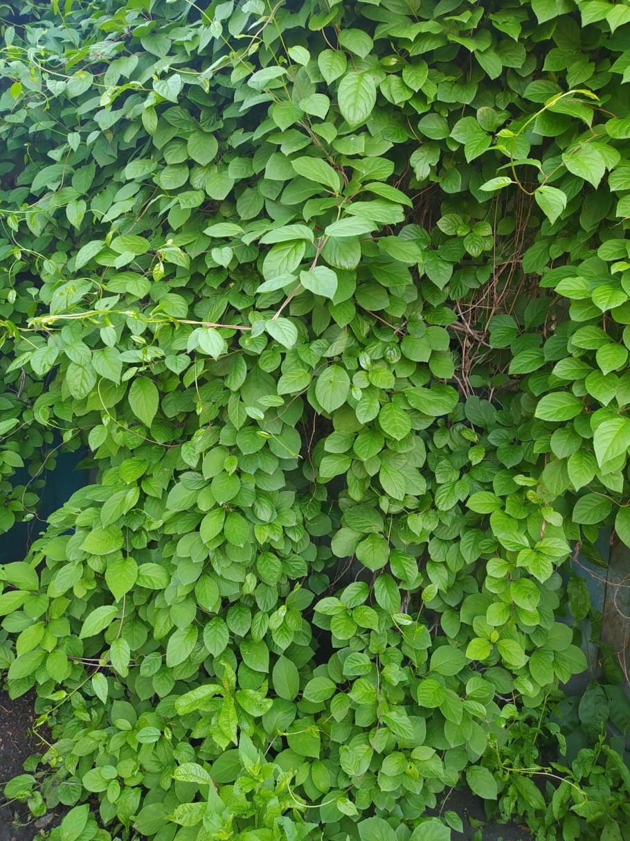 Лимонник огородный