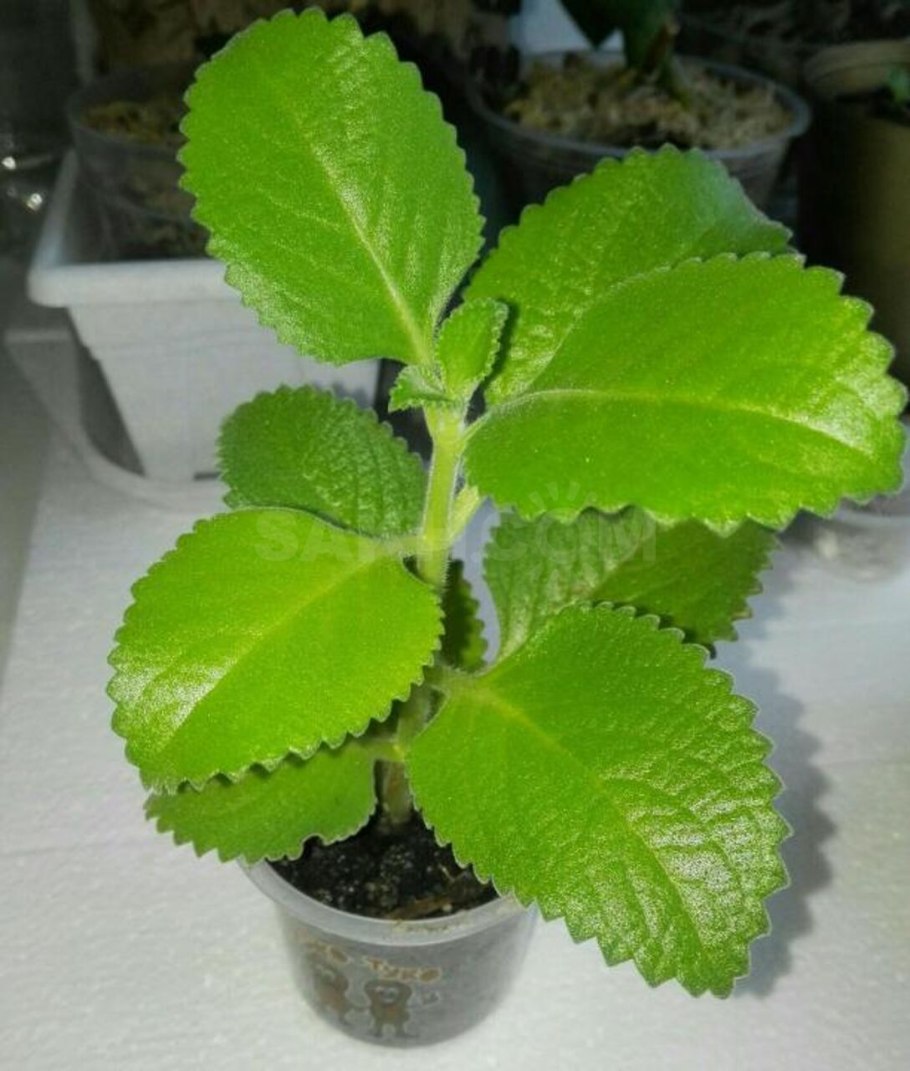 Росток мяты плектрантус