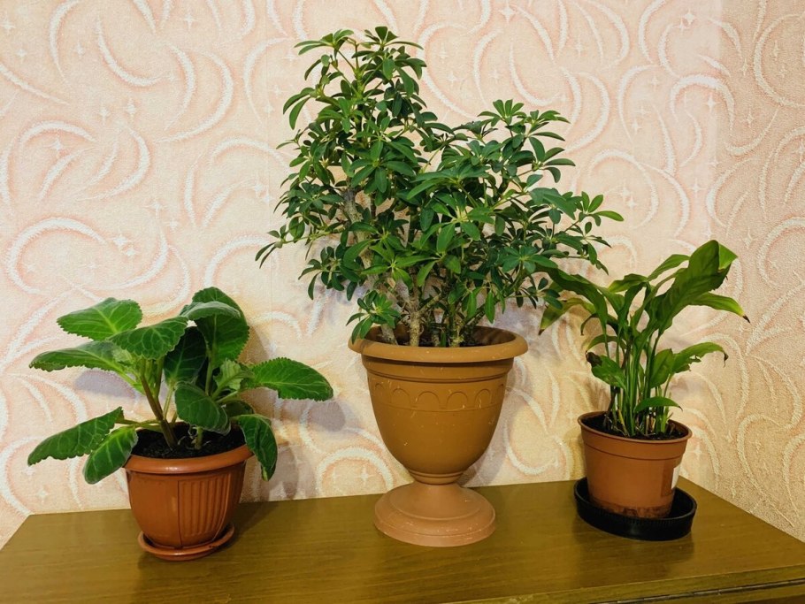 Цветок лимонник домашний