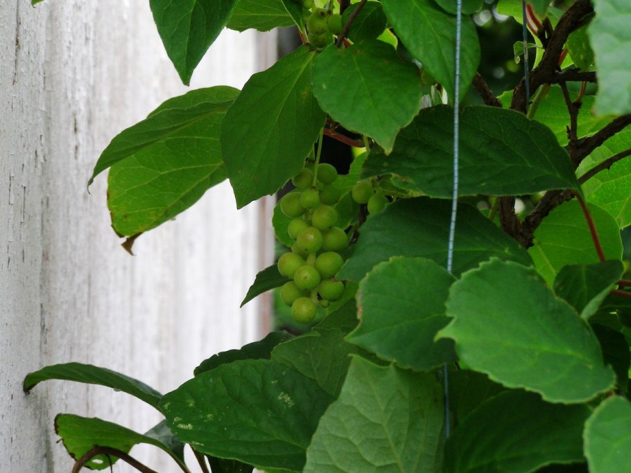 Лимонник Уссурийский