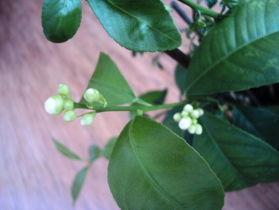 Лимонник цветок комнатный