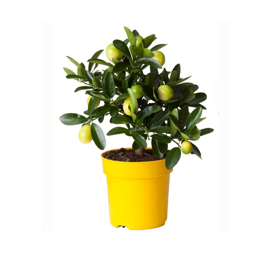 Лимонное дерево домашнее