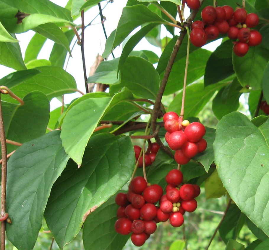 Лимонник sphaenanthera