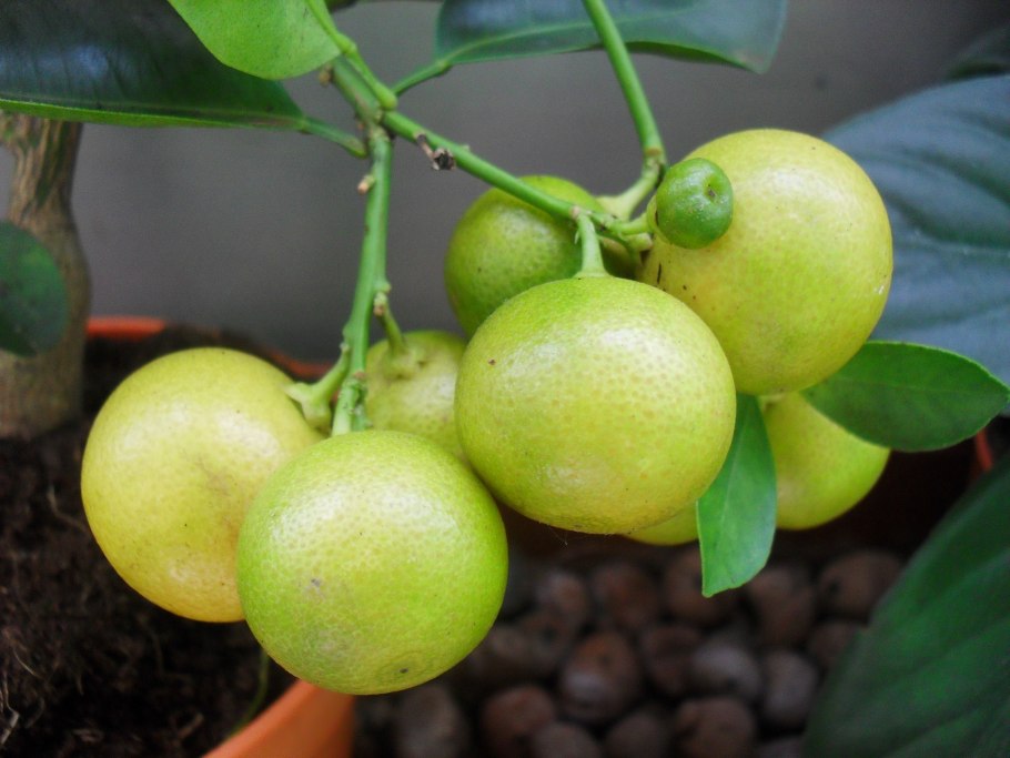 Цветение лимона Мейера