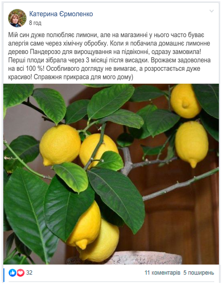 Павловский сорт лимона